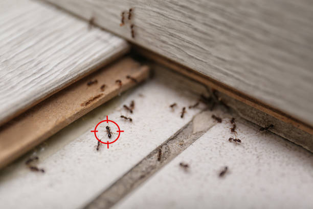 Best Pest Control Near Me in Lake Goodwin, WA