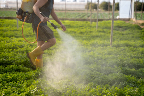 Best Affordable Pest Control Services  in Lake Goodwin, WA