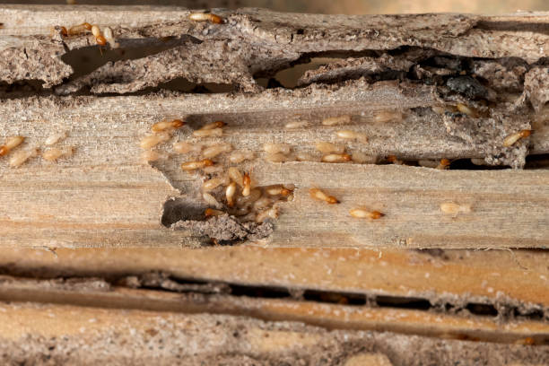 Best Termite Control Services  in Lake Goodwin, WA